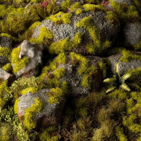 Moss 2 mm