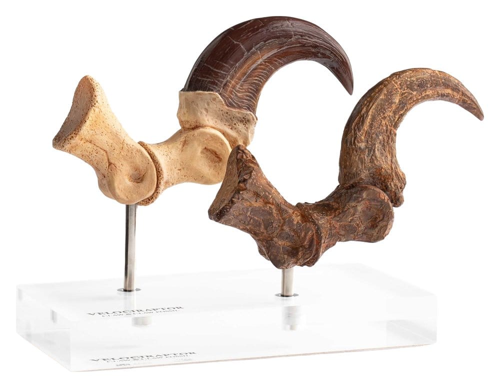 Jurassic Park ECC Elite Creature Line Statue Velociraptor Foot Claw and Fossil Claw Set 20 cm