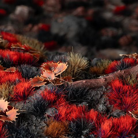 Alien Blood Moon Tufts 6 mm - Wild