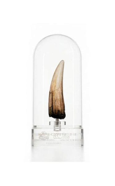 Jurassic Park III Prop Replica 1/1 Scale Spinosaurus Tooth, 14 cm